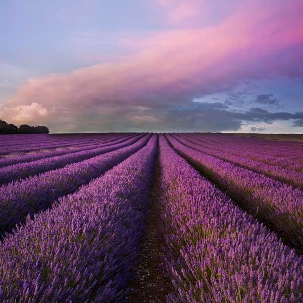 gallery-wrapped canvas